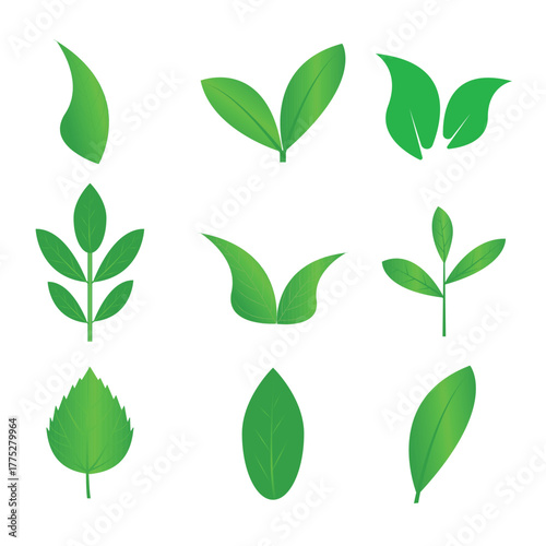 Green Leaf Collection: This image showcases an array of lush green leaves, each boasting a distinct shape and vibrant hue, symbolizing the essence of life and growth in the natural world.