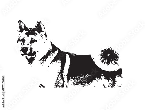 Akita dog in art pure white background.