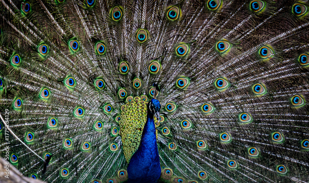 Obraz premium Peacock with beautiful feathers and dancing.