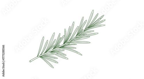 A minimalist line art illustration of a fresh rosemary sprig, perfect for culinary, herbal, and decorative design projects.