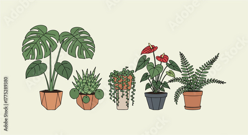 Potted flowers with leaves on white background