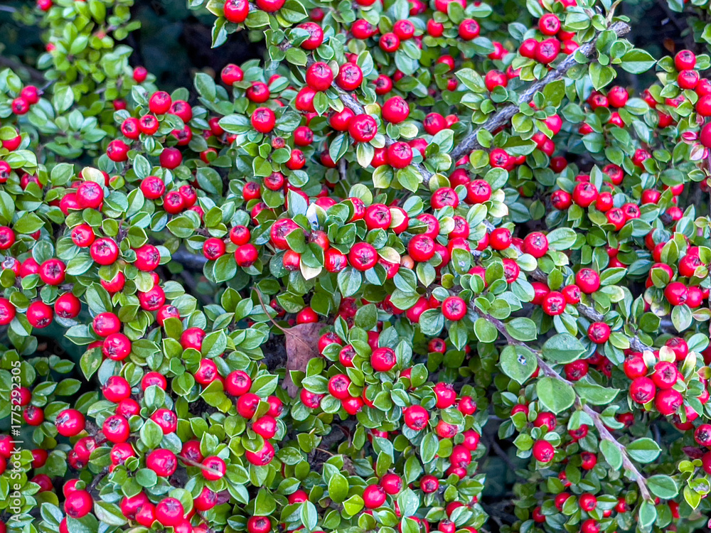 Fototapeta premium scarlet firethorn berries