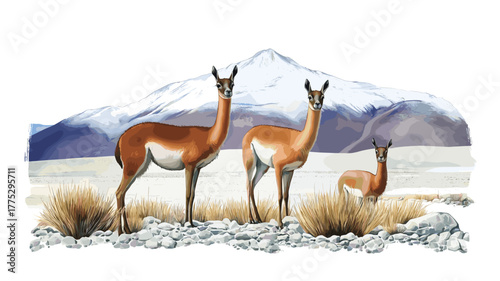 Eduardo Avaroa Andean Fauna National Reserve. Eduardo Avaroa Andean Fauna National Reserve hand drawn watercolor illustration