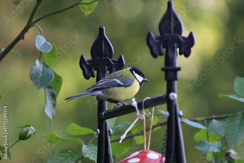 blue tit on fence