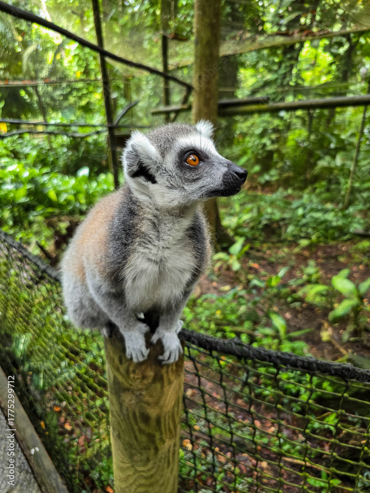 Obraz premium Lemurien en Guadeloupe