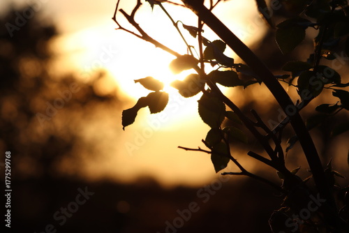 sunset in the autumn