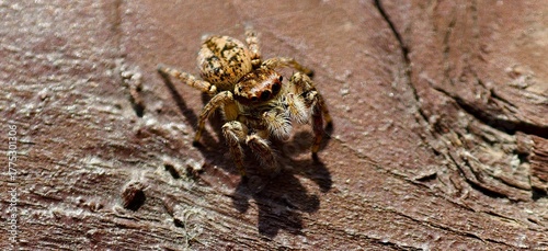 The tiny spider on the handrail