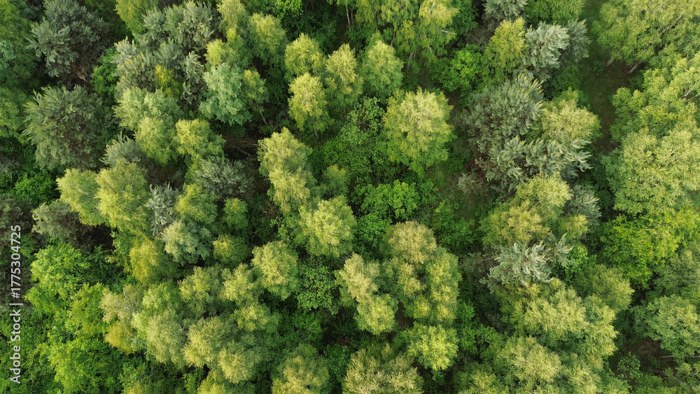 Fototapeta premium Green forest landscape from above