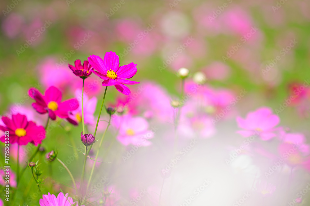 Obraz premium pink cosmos flowers in the garden_02