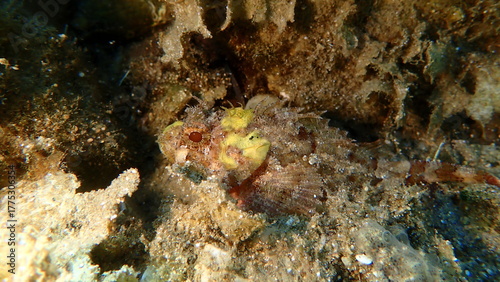 Photos Black scorpionfish or European scorpionfish, small-scaled scorpionfish (Scorpaen