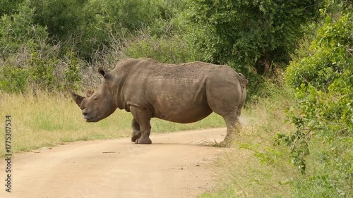 white rhino crosses road and marked his territory 795
