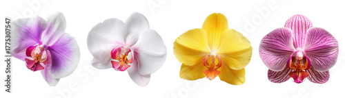 Set of beautiful Orchid, Phalaenopsis, purple, yellow and white color tones isolated on transparent background.