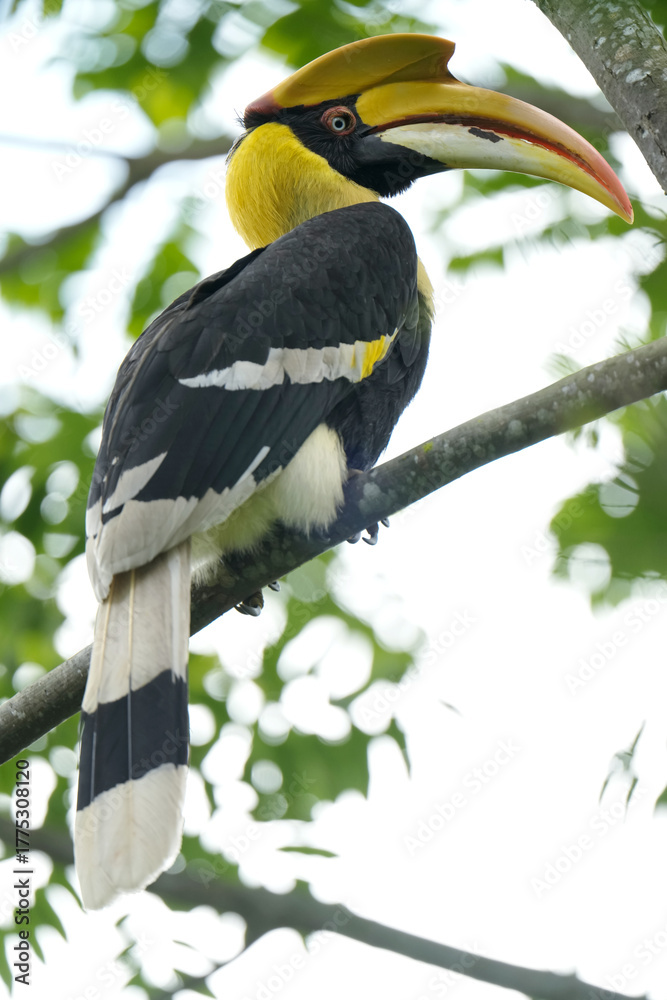 Fototapeta premium Great Hornbill bird on a branch Bird watching in natural habitats in the forest.