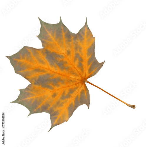 Vibrant autumn maple leaf showcases bright orange veins with muted gray tones...