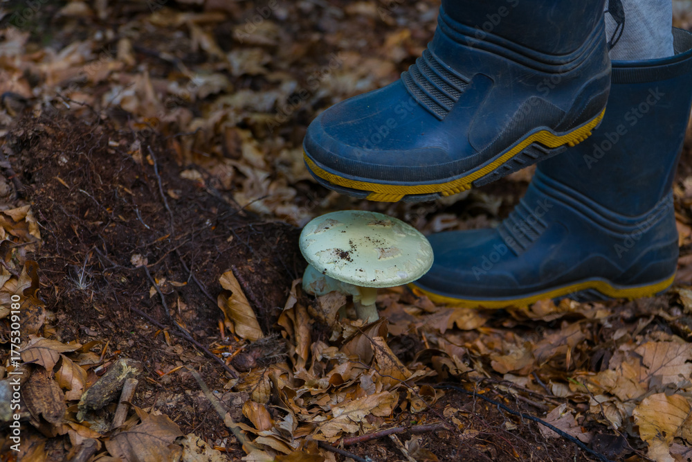 Obraz premium Amanita citrina being trampled in the autumn forest.