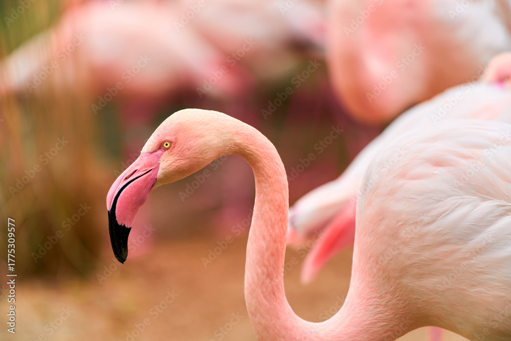 Naklejka premium Graceful pink flamingos in nature scene