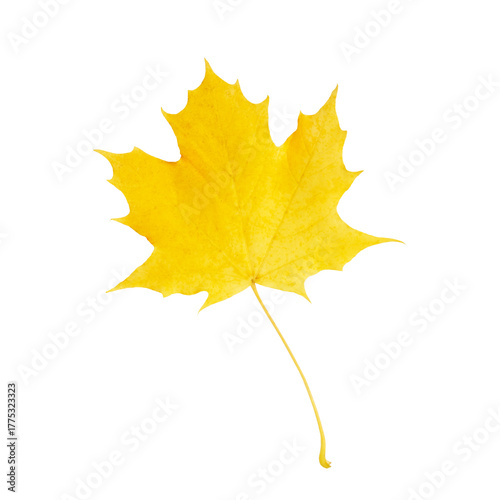 A vivid yellow maple leaf, showcasing its unique structure and veins, display...