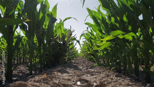 Tall green corn plants thrive in a sunny field, with rows stretching towards the horizon, signaling a strong maize harvest ahead