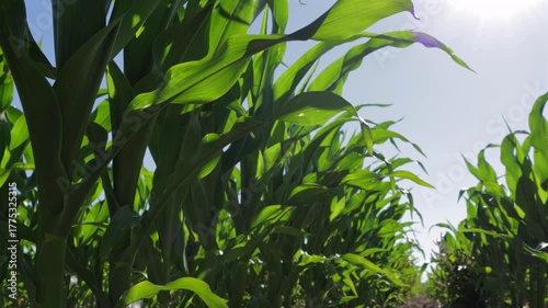 Tall corn stalks sway gently in the field as the sun shines brightly, highlighting the lush green leaves and the growth of the maize crop