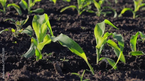 Corn seedlings emerge from the soil, displaying vibrant green leaves as they begin their growth in a sunlit field, promising a future harvest