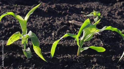 Corn seedlings emerge from the fertile soil, showcasing healthy growth in a field ready for the upcoming harvest