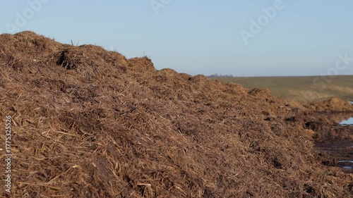 Watch as farmers gather and spread manure across fields to improve soil fertility and boost crop growth, ensuring a rich harvest