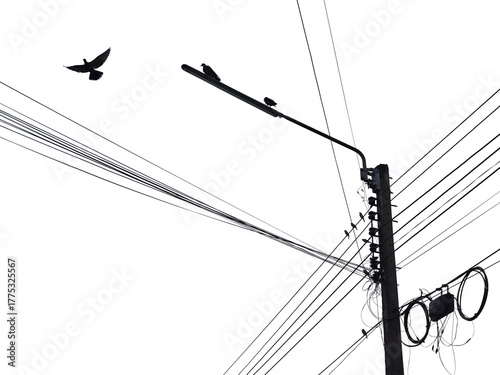 high voltage line and birds