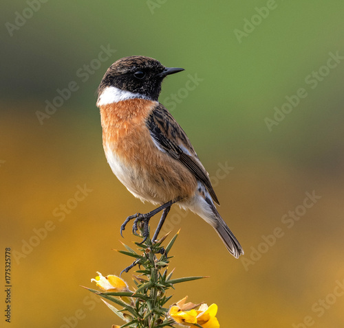 Stonechat on gorse