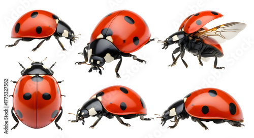 A collection of ladybugs in various poses and flying positions against a white background