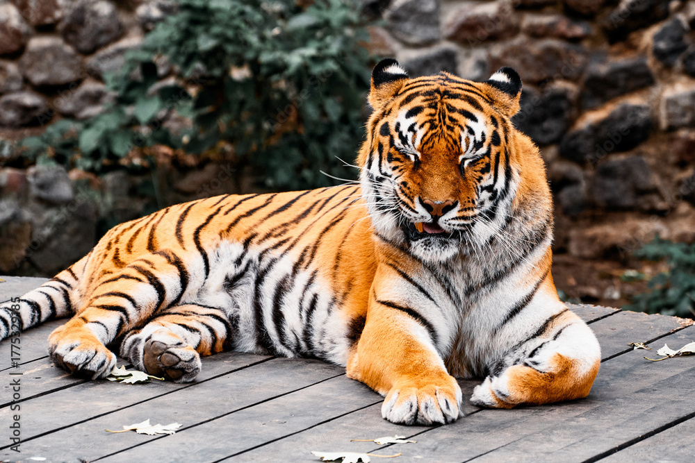 Obraz premium A majestic tiger lounges on a wooden platform, showcasing powerful stripes and a calm mood. Perfect for wildlife, nature, zoo, or sanctuary themes in stock collections.