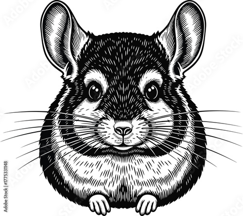 Chinchilla illustration drawing vector pet rodent animal cute whiskers eps silhouette
