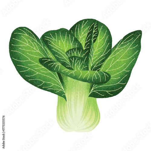 Bok choy illustration for organic food logo, food label, packaging, restaurant menu, patterns, art prints, book illustration or botanical and kitchen design.