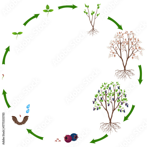 Life cycle of irga plant on a white background..eps