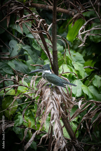 kingfisher on a tree branch