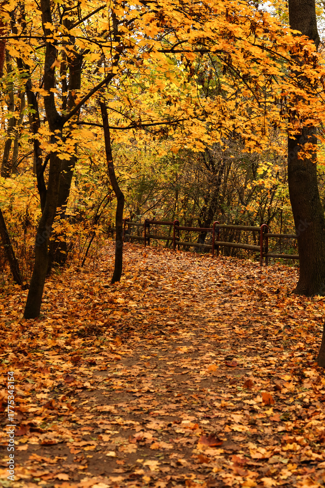 Obraz premium Path in autumn forest with yellow leaves. Colorful autumn landscape.