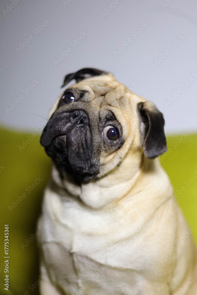 Obraz premium The pug