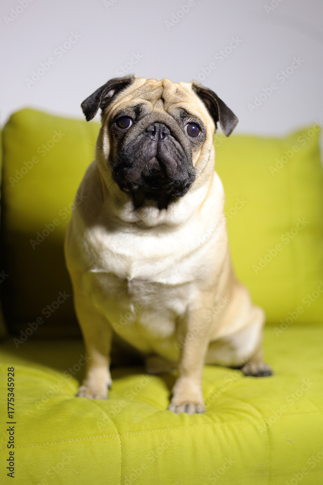 Obraz premium The pug