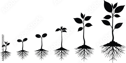 Plant growth stages, root development, seedling to mature plant, nature silhouette, soil biology, botany concept, agriculture, environment, biology, education