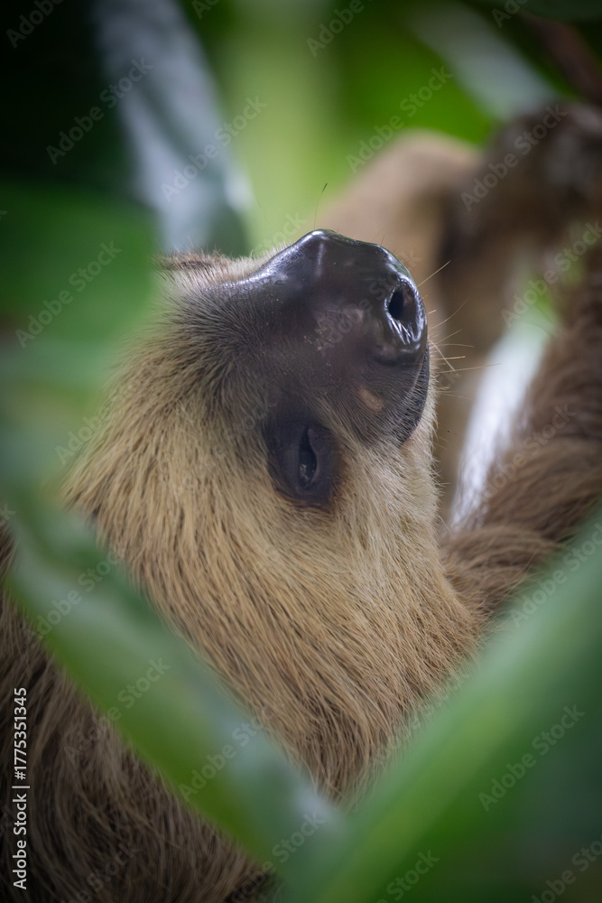 Obraz premium close up of a sloth