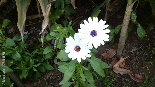 white flowers in the garden
