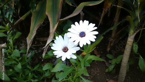 white flower in the garden