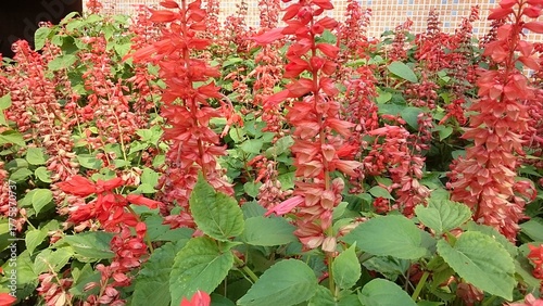 red flowers in garden