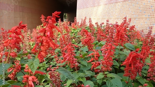 red flowers in the garden