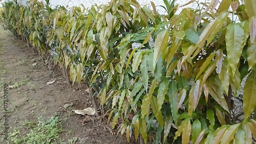 line of Asoka trees in the garden