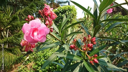 pink roses in garden 