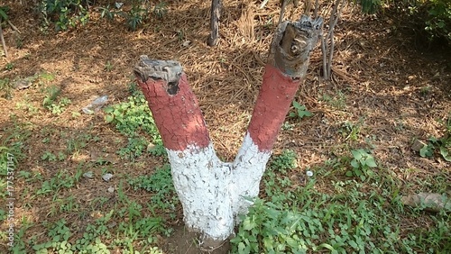 a tree trunk in a park