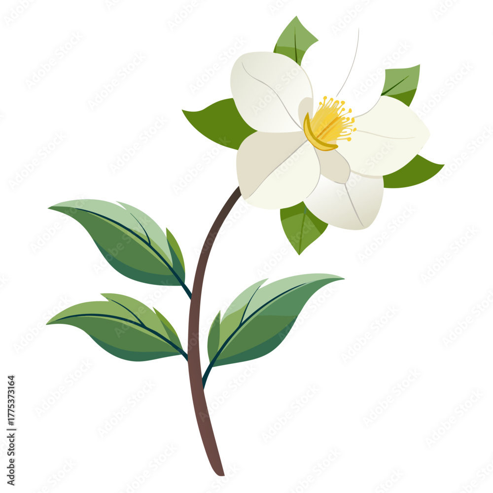 Obraz premium hellebore white