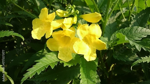 yellow flowers in the garden