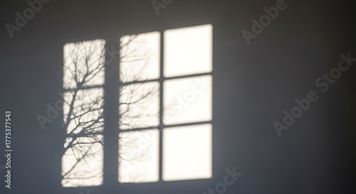 Silhouette of window and tree branches. Gobo mask.
