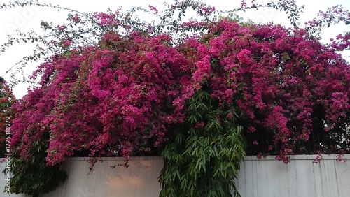 pink flowers in a garden